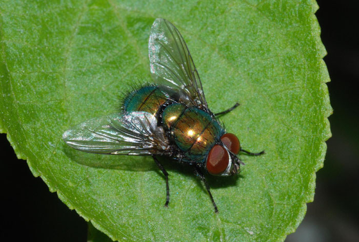 Calliphoridae da det.
